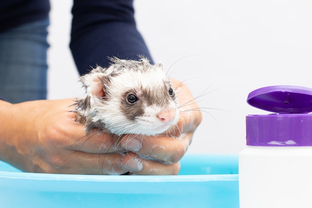 Furetto (puzzola) lavare in acqua su sfondo bianco