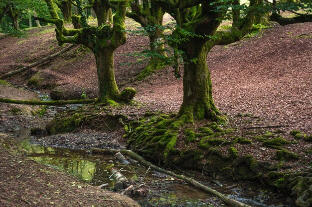 Furi tristi e le sue radici oltre a un fiume