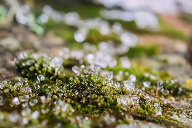 Fusione di neve e ghiaccio sul muschio verde nella foresta selvaggia Cambiamento di stagione in natura