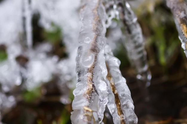 Fusione di neve e ghiaccio sull'erba nella foresta selvaggia Cambiamento di stagione in natura