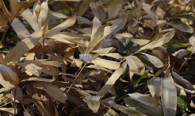 fusti secchi e foglie di un arbusto ornamentale con messa a fuoco selettiva in pieno giardino botanico