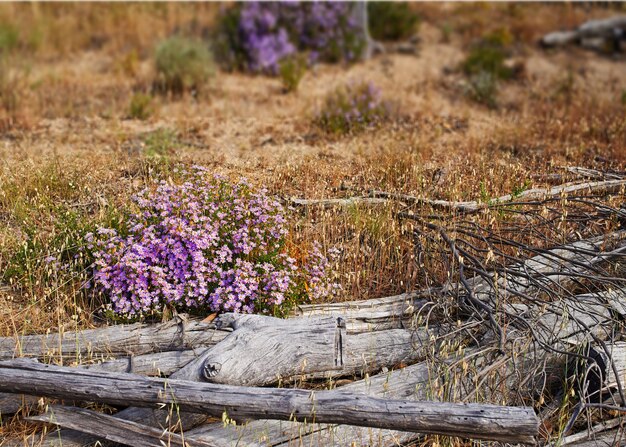 Fynbos nel Parco Nazionale di Table Mountain Capo di Buona Speranza Sud Africa Primo piano di fiori eterni nativi del Capo che ondeggiano nel vento in una riserva naturale con alberi sullo sfondo