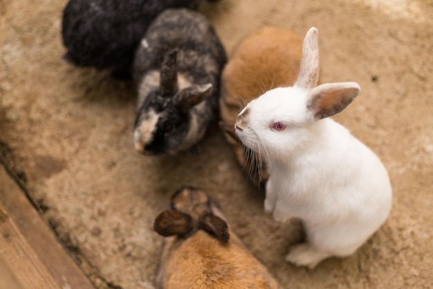 Gabbia per conigli