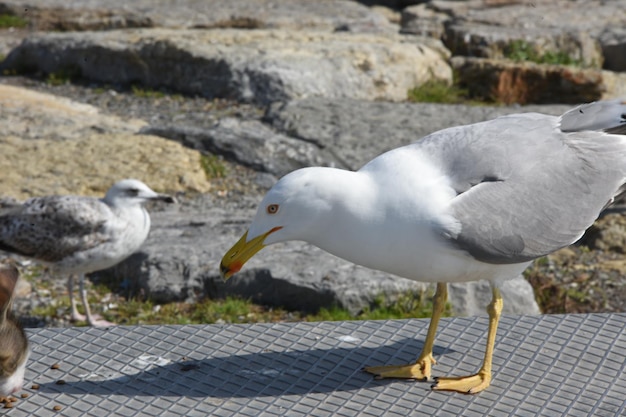 Gabbiani appollaiati sull'acqua