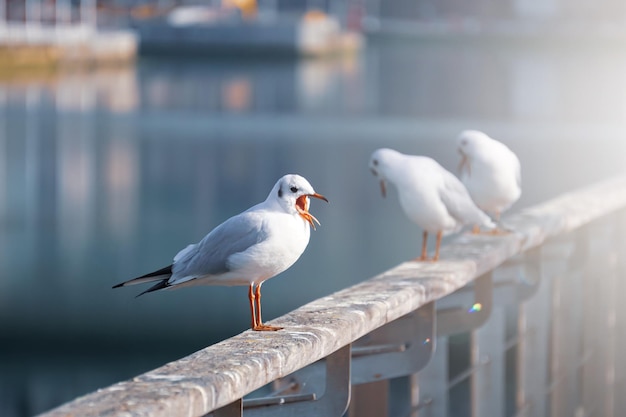 gabbiani che riposano nel porto