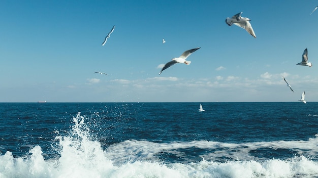 Gabbiani che sorvolano il mare