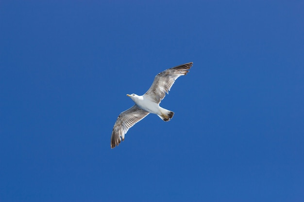 Gabbiani che volano nel cielo azzurro e soleggiato sopra la costa del mare Adriatico