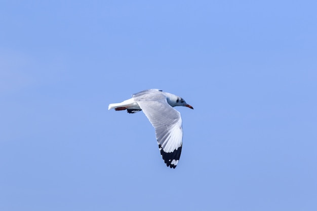 Gabbiani che volano nel cielo blu, I gabbiani sono gabbiani, I gabbiani sono uccelli di medie dimensioni. La punta delle piume delle ali è nera.