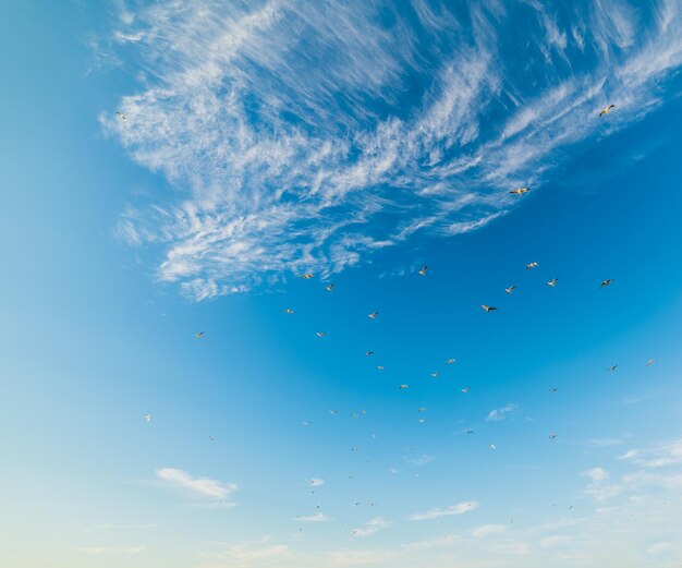 Gabbiani che volano nel cielo blu