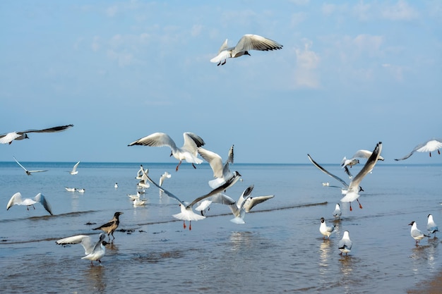 Gabbiani che volano sul mare