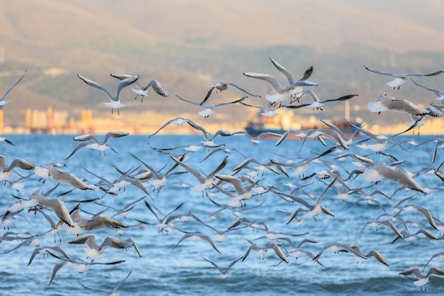 Gabbiani che volano sulla riva della baia