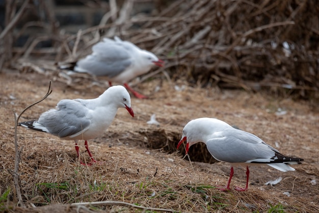 Gabbiani dal becco rosso (Chroicocephalus scopulinus) nella penisola di Otago