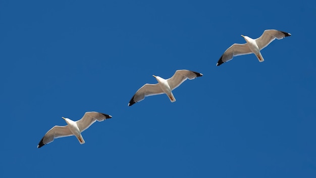 Gabbiani di volo del modello sul cielo blu