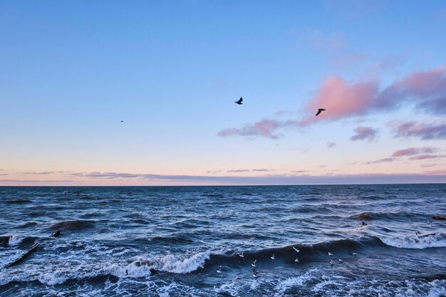 Gabbiani durante l'inverno Mar Baltico