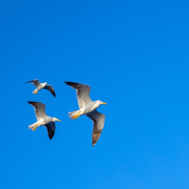 Gabbiani in volo contro il cielo blu. Spazio per il testo