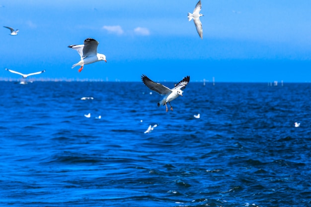 Gabbiani in volo in cielo blu e mare tropicale