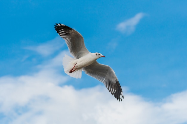 Gabbiani in volo su cielo blu