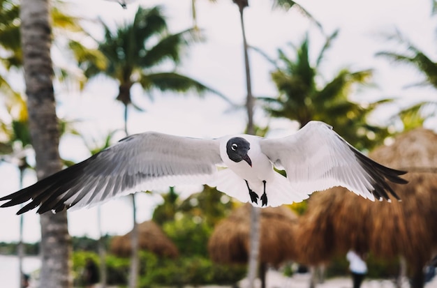 Gabbiani in volo su una spiaggia caraibica tropicale