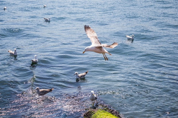 Gabbiani nell'acqua del mare