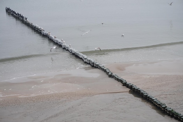 Gabbiani seduti e che volano intorno a groyne di legno sulla riva