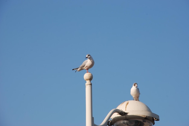 Gabbiani su un palo