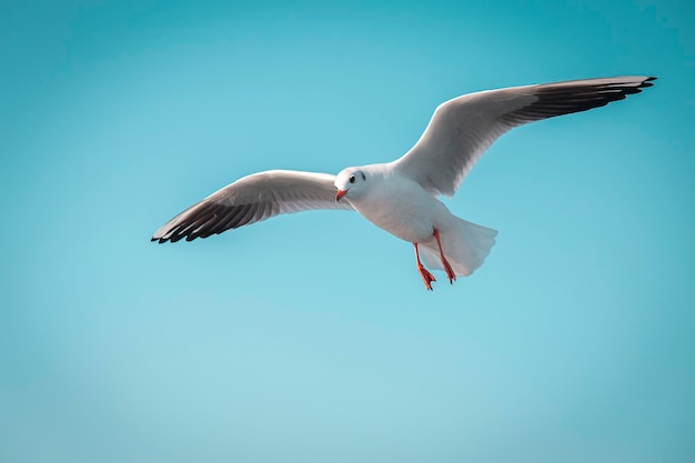 Gabbiani su un volo di formazione