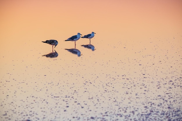 Gabbiani sul tramonto Genichesk lago salato rosa Ucraina