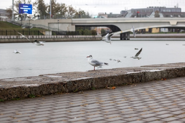 Gabbiani sull'argine del fiume in città