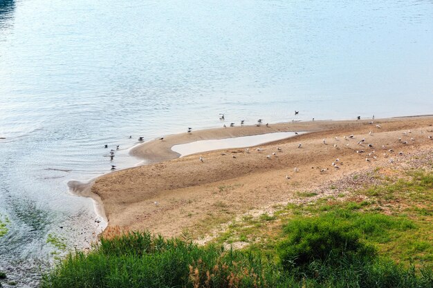 Gabbiani sulla spiaggia del mare