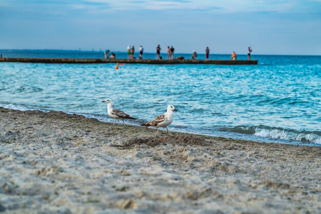 Gabbiani sulla spiaggia sabbiosa