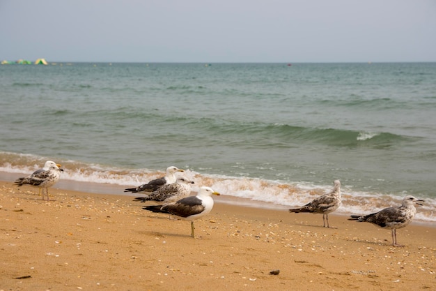 gabbiani sulla spiaggia