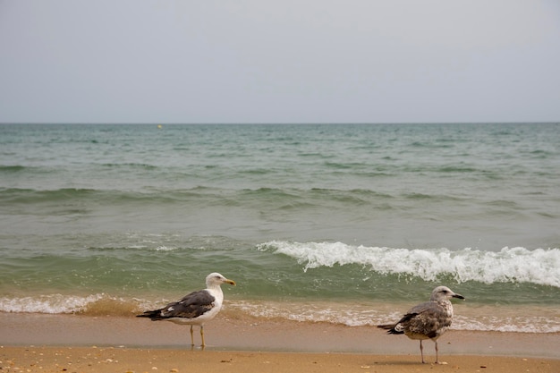 gabbiani sulla spiaggia