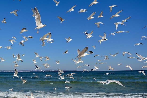 gabbiani sulla spiaggia