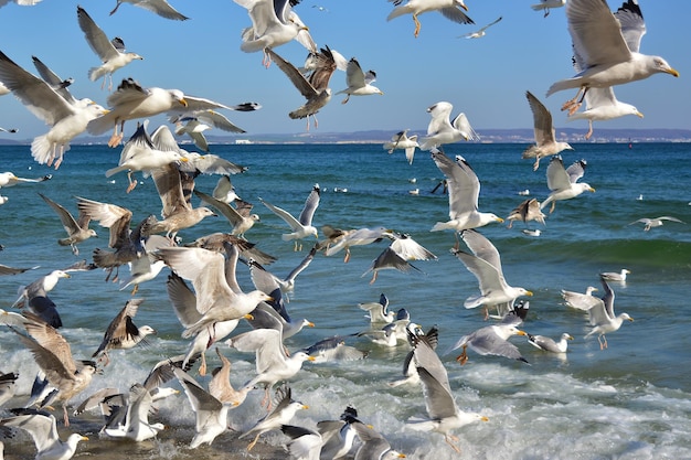 gabbiani sulla spiaggia