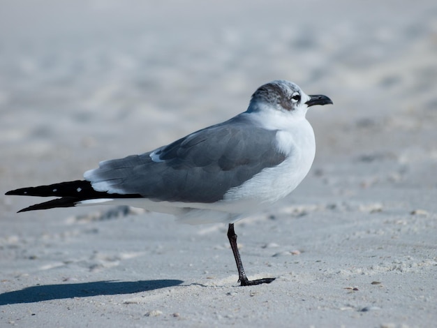 Gabbiano a Mexico Beach, Florida.