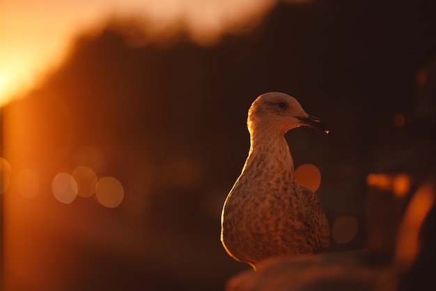 Gabbiano accanto al fiume durante un tramonto a Dublino