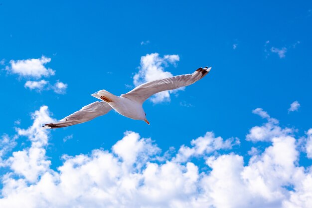 Gabbiano bianco che si libra nel cielo. Volo degli uccelli. Gabbiano su sfondo blu cielo