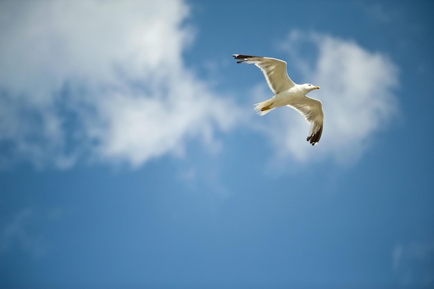 Gabbiano bianco che vola contro il cielo blu