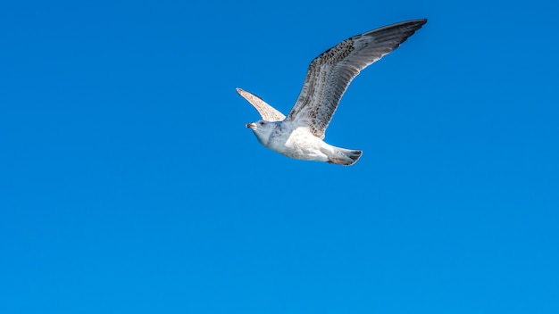 Gabbiano bianco che vola nel cielo soleggiato blu sopra la costa del mare