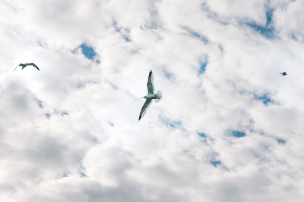 gabbiano bianco in volo gabbiano che vola nel cielo