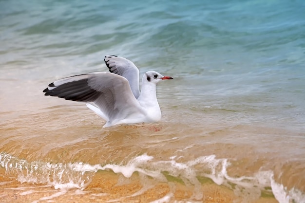 Gabbiano che galleggia nel mare