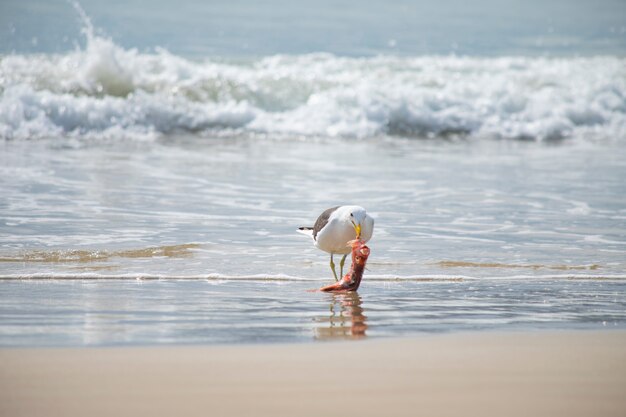 Gabbiano che mangia pesce sulla spiaggia di Jurerê Internacional Florianópolis