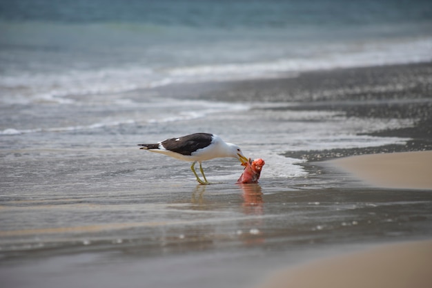 Gabbiano che mangia pesce sulla spiaggia di Jurerê Internacional Florianópolis