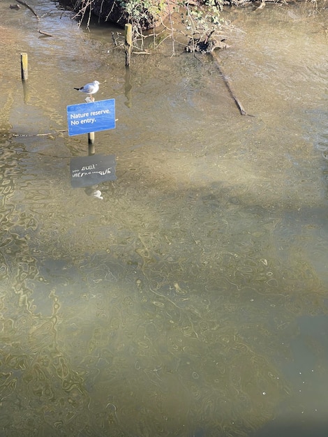 Gabbiano che riposa sul segno della riserva naturale nel fiume