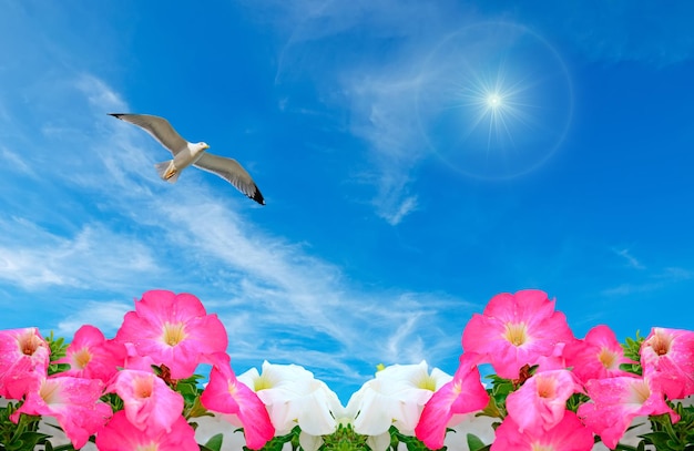 Gabbiano che sorvola fiori rosa e bianchi in una giornata di sole
