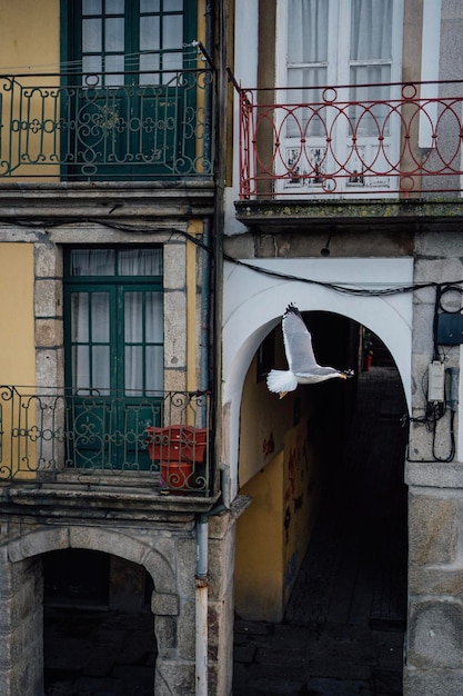 Gabbiano che vola lungo il centro storico della città di oporto