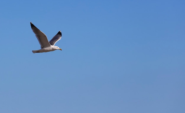 gabbiano che vola nel cielo azzurro