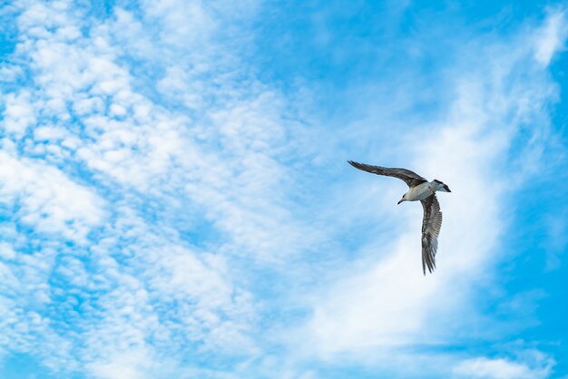 Gabbiano che vola nel cielo blu.