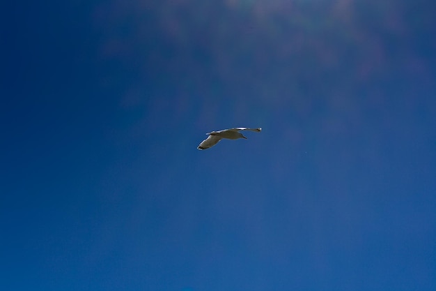 Gabbiano che vola nel cielo blu