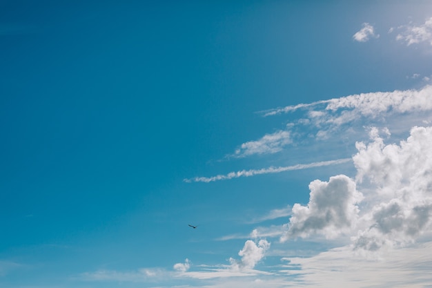 Gabbiano che vola nel cielo